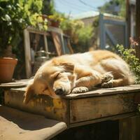 uma sonolento cão aquecendo dentro a Sol foto