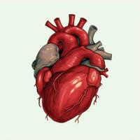 anatômico coração 2d desenho animado ilustração em branco background foto