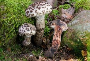 velho da floresta strobilomyces strobilaceus cogumelo foto