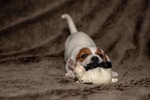 cachorro jack russell brinca com seus brinquedos.