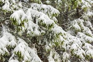 árvores cobertas de neve na montanha brocken, montanhas harz, alemanha foto