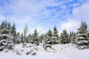árvores cobertas de neve na montanha brocken, montanhas harz, alemanha foto