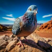 Pombo selvagem vida fotografia hdr 4k foto