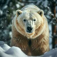 polar Urso selvagem vida fotografia hdr 4k foto