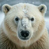 polar Urso selvagem vida fotografia hdr 4k foto