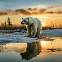 polar Urso selvagem vida fotografia hdr 4k foto