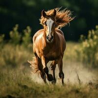 foto do cavalo cheio tiro Alto qualidade hdr 16k ultra hd