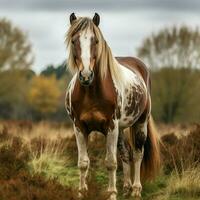 foto do cavalo cheio tiro Alto qualidade hdr 16k ultra hd