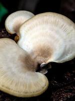 o cogumelo branco marfim em madeira mofada foto