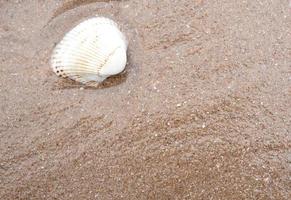 resto da concha do mar na praia de areia foto