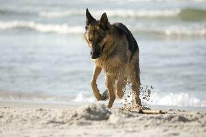 alemão pastor em a de praia foto