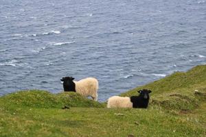 retrato de ovelhas nas ilhas faroe foto