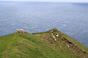 retrato de ovelhas nas ilhas faroe foto