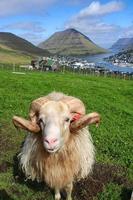 retrato de ovelhas nas ilhas faroe foto