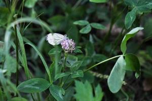 borboleta branca em uma flor rosa na grama verde do prado foto