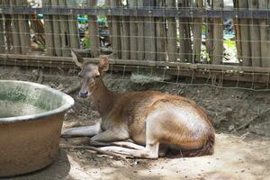 animais às a ovelha fazenda, lampang, Tailândia foto