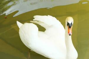 uma branco cisne é flutuando dentro uma lagoa foto