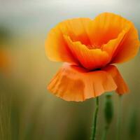 uma solteiro papoula flor dentro uma campo ,ai gerado foto