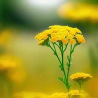 yarrow brilha com gotas de orvalho dentro isto cativante fechar-se ,ai gerado foto