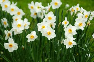 uma campo do amarelo narcisos dentro a meio do uma gramíneo campo foto