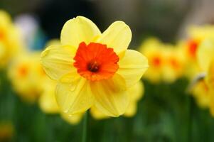 uma campo do amarelo narcisos dentro a meio do uma gramíneo campo foto