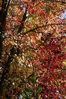 a cores do bordo folhas dentro outono foto