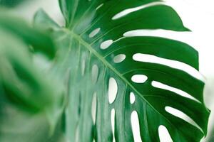 folhas do a monstera filodendro uma plantar a partir de a tropical floresta. foto