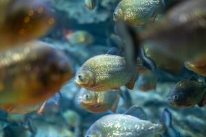 barrigudo piranha pygocentrus nattereri embaixo da agua foto