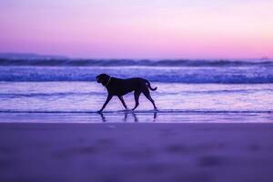 uma Preto cachorro é caminhando em a de praia com a pôr do sol céu foto