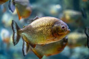 barrigudo piranha pygocentrus nattereri embaixo da agua foto