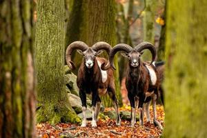 cabras selvagens da montanha na floresta de outono foto