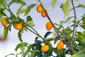 tangerinas maduras em um galho