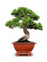 árvore bonsai em uma branco fundo foto