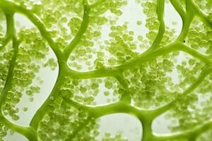 macro fotografia do microscópico algas estruturas isolado em uma branco fundo foto