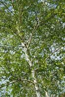 uma Visão do uma bétula árvore com folhas foto
