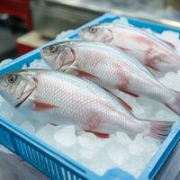 três peixe deitado dentro a cheio de gelo caixa. mercado dentro tailândia. foto