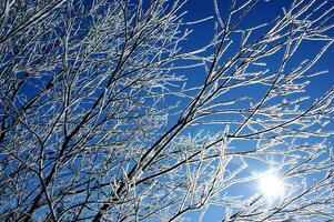 a Sol brilha através a galhos do uma árvore foto