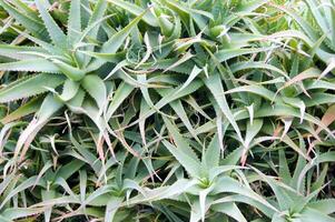 uma ampla plantar com muitos verde folhas foto