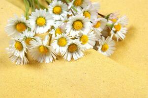 uma grupo do branco flores em uma amarelo fundo foto