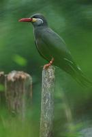 inca tern no zoológico foto