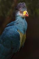 ótimo turaco azul foto