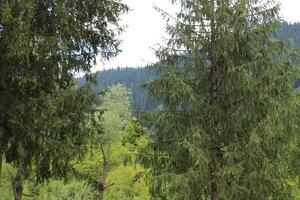 cênico Visão do a natural beleza do tao bunda, Neelum vale, caxemira. tao bunda é famoso para Está exuberante verde árvores e natural beleza. foto