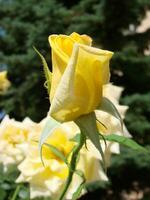 amarelo rosas significado brilhante, alegre e alegre crio caloroso sentimentos e providenciar felicidade foto