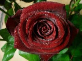 vermelho rosa com gotas. gotas em a pétalas do vermelho rosa flores macro foto. gotas do orvalho em a pétalas foto