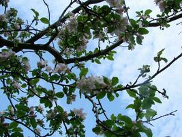 primavera, dentro a jardim floresce a maçã árvore, flores do a maçã foto