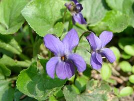 viola plantar com multicolorido flores , comum tolet, viola tricolor, amor-perfeito flores, viola wittrockiana foto