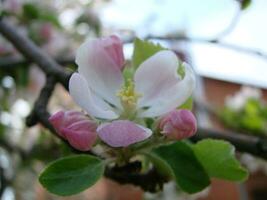 a abelha senta em uma flor do uma arbusto florescendo árvore de maçã e poliniza ele foto