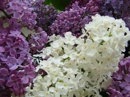 ramalhete do lindo branco e roxa lilás flores Primavera floração. uma floração lilás arbusto com uma delicado minúsculo flor. Primavera florescer. roxa lilás flor em a arbusto. foto