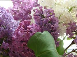 ramo do roxa lilás flores Syringa vulgaris. foto