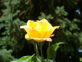 amarelo rosas significado brilhante, alegre e alegre crio caloroso sentimentos e providenciar felicidade foto